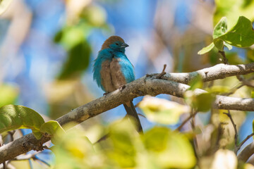 The Blue-capped Cordon Bleu female (Uraeginthus cyanocephalus) is an African finch, displaying vibrant blue plumage, found in the savannas of Sub-Saharan Africa.