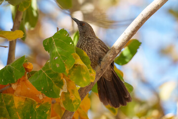 The golden eyed Arrow-marked Babbler is a noisy bird that travels round in extended families. An...