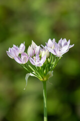 Close up of an American garlic (allium unifolium) flower in bloom