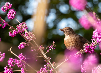 Starling in bush of pink purple berry fruit of the Callicarpa Bodinieri Imperial Pearl plant, photographed in late autumn at a garden in Wisley, Surrey, UK.