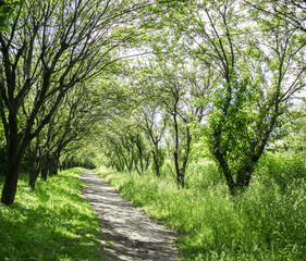 Scenic Green Alley with Trees in a Peaceful Park

