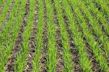 Winter wheat on a spring field