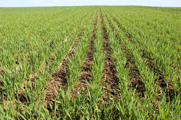 Winter wheat on a spring field