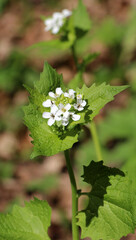 Horse garlic (Alliaria petiolata) grows in the wild