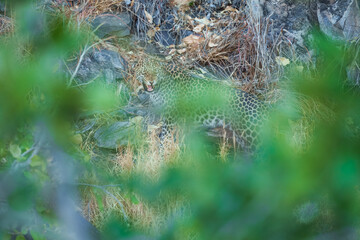 Africa wildlife. Panthera leopard, Panthera pardus, levhart, predator native Africa, Botswana. Wildlife, typical environment of leopard subspecies. On the rock. National park Moremi, Okavango, Kwai. 