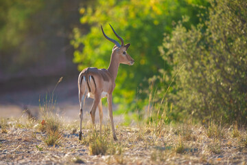 Impala - Aepyceros melampus medium-sized antelope found in eastern and southern Africa. The sole member of the genus Aepyceros, jumping and fast running mammal, brown color grazing herbivore.