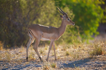 Impala - Aepyceros melampus medium-sized antelope found in eastern and southern Africa. The sole member of the genus Aepyceros, jumping and fast running mammal, brown color grazing herbivore.