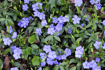 Spring blossom of periwinkle small (Vinca minor)