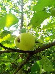 A green apple on the tree	