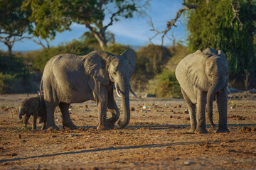 Fototapeta premium Elephants with baby in Moremi game reserve Africa, Elephants taking a bath in a water pool with mud, eating green grass. African Elephants in landscape, green Africa, Botswana
