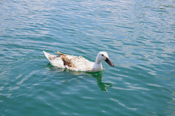 ducks floating on blue lake water