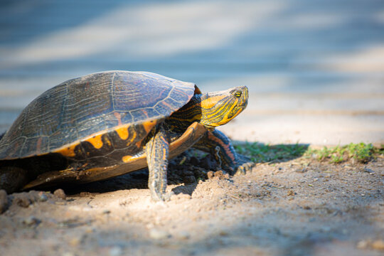 Tortuga de agua