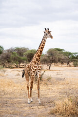 A photo of a giraffe taken in Tanzania during a safari trip.  