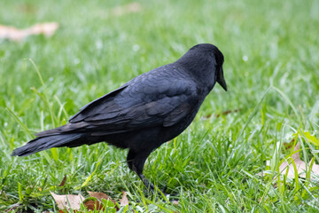 black raven crow bird with dark feathers