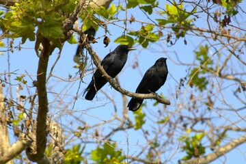 black raven perched on tree branch