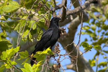black raven perched on tree branch