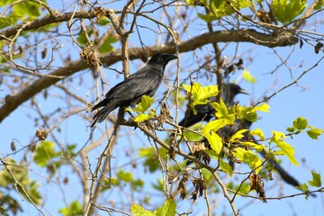 black raven perched on tree branch