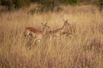 Impala - Aepyceros melampus medium-sized antelope found in eastern and southern Africa. The sole member of the genus Aepyceros, jumping and fast running mammal, brown color grazing herbivore.