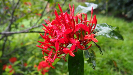 red flowers in the garden