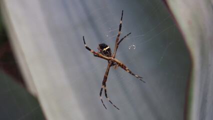 spider on a web