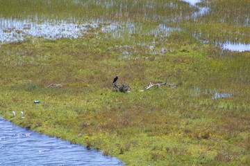 patches of mossy greenery growing out into coastal waters