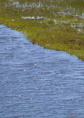 patches of mossy greenery growing out into coastal waters