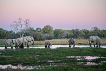 Fototapeta premium Herd of African elephants (Loxodonta africana), drinking at Khwai river during the sunset, Okavango delta, Moremi, Botswana, Africa.