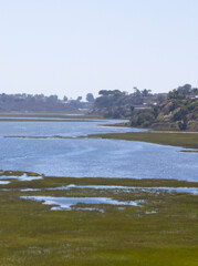 patches of mossy greenery growing out into coastal waters