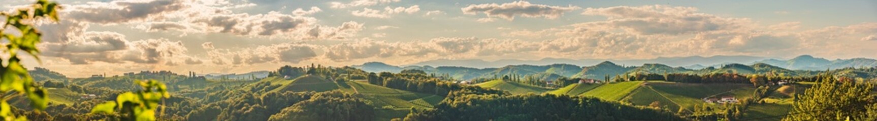 Naklejka premium Vineyards along the South Styrian Wine Road in Summer, Austria Europe