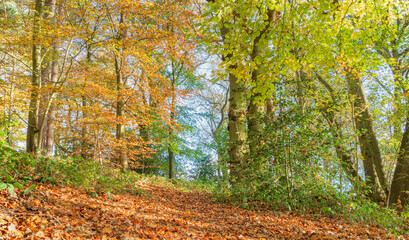 Autumn fall Trees and Leaves in a forest, woodland seasonal colour in portrait orientation