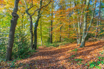 Autumn fall Trees and Leaves in a forest, woodland seasonal colour with a blue sky in the background in portrait orientation