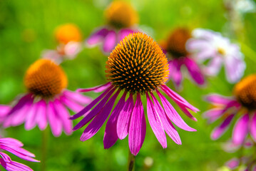 Lilac echinacea grows in a flower bed

