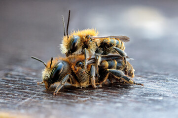 Very close macro photo of two bees on top of each other up close showing every detail on nice bokeh background