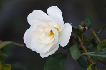 up close white rose petals and green stem