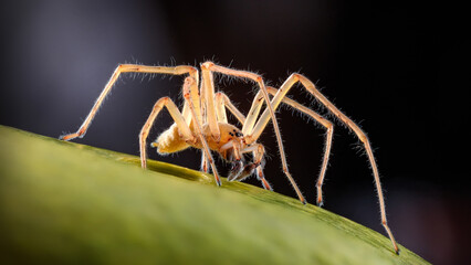 Creepy yellow spider macro photo on green leaf with big fangs