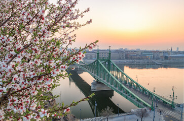 Liberty Bridge at dawn with a blooming cherry tree in Budapest Szabadság híd