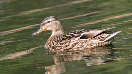 duck on the water