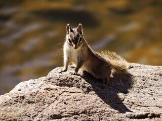 chipmunk on the rock