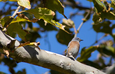 small blue song bird with brown chest feathers