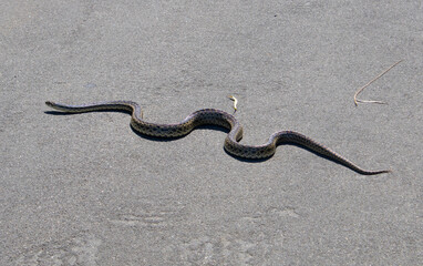 wild outdoor snake slithering near road and greenery