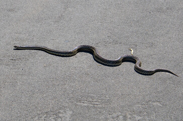 wild outdoor snake slithering near road and greenery