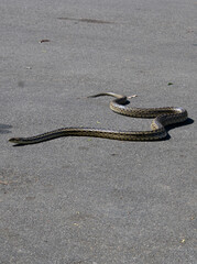 wild outdoor snake slithering near road and greenery