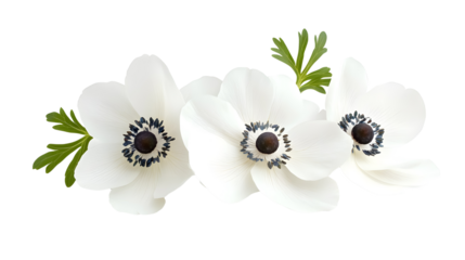 White anemone flowers on a transparent background. isolated background.