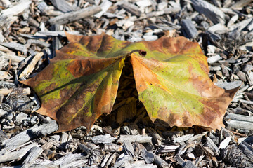 green and brown leaf up close