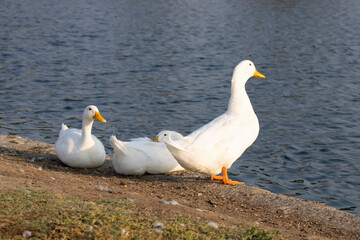 Fototapeta premium white ducks with yellow beaks near water edge