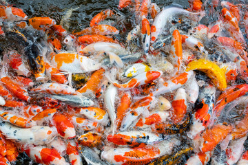 carp fish pond background, colorful background, Fancy carp