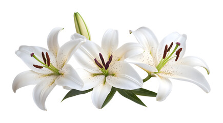 Obraz premium White lilies on a transparent background. isolated background.