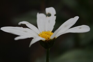 This photo was taken at the Botanic Gardens in the UK at the end of summer, September 2nd 2024 when it wasn't hot nor cold. When the seasons were changing.