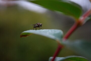 This photo was taken at the Botanic Gardens in the UK, Wales at the end of summer, September 2nd 2024 when it wasn't hot nor cold. When the seasons were changing.