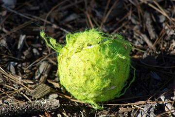 tennis ball that has been chewed up by a dog
